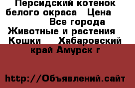 Персидский котенок белого окраса › Цена ­ 35 000 - Все города Животные и растения » Кошки   . Хабаровский край,Амурск г.